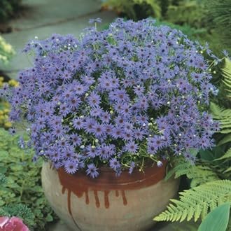 Fothergills Flower Seeds for planting in home garden